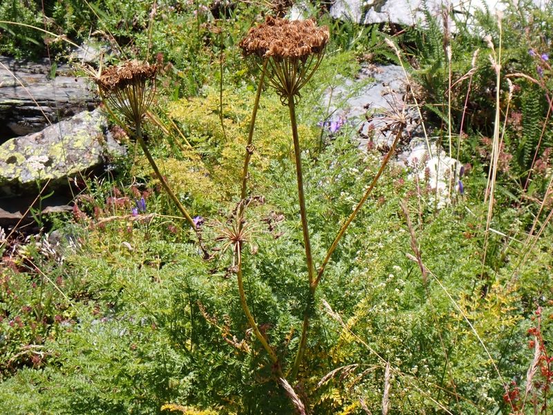 Laserpitium halleri, photographed by David Delon
