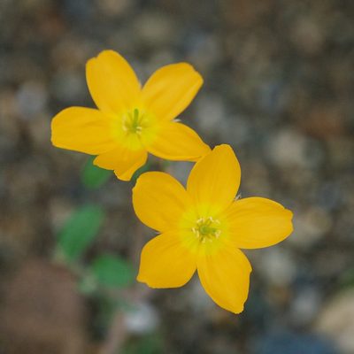 Kallstroemia peninsularis, photographed by Bill Levine