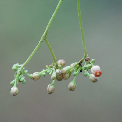 Jatropha cinerea, photographed by Bill Levine