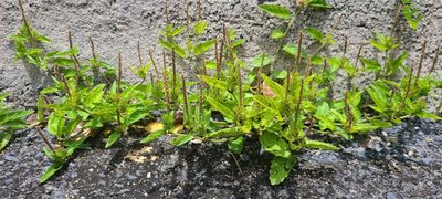 Acalypha chamaedrifolia, photographed by ritirene