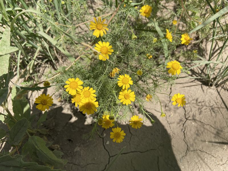 Thymophylla aurea, photographed by Forest Botial-Jarvis
