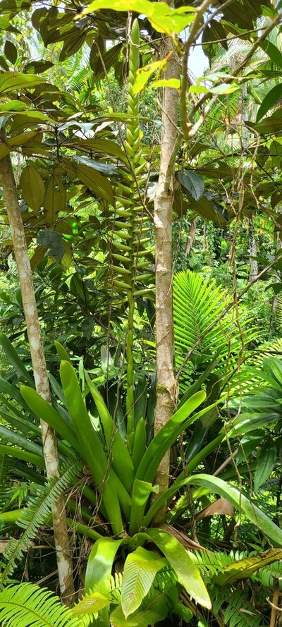 Vriesea macrostachya, photographed by ritirene
