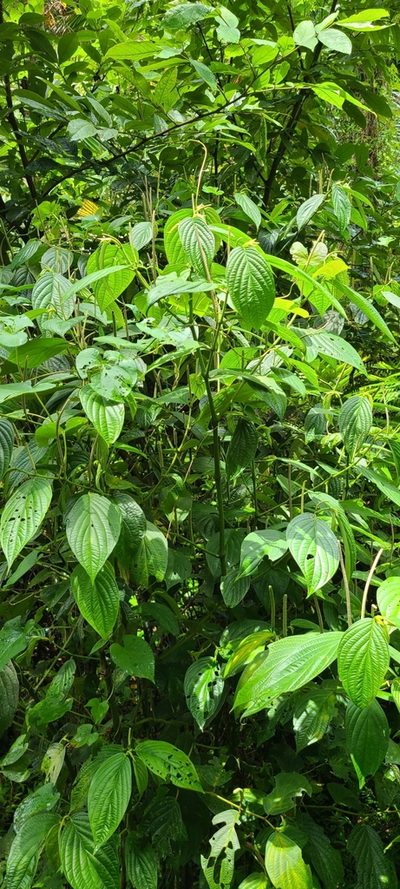 Piper hispidum, photographed by ritirene