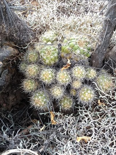 Weingartia neocumingii, photographed by Naturalist Tours