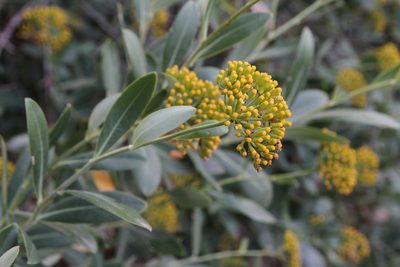 Bupleurum fruticosum, photographed by Dmitry Kulakov