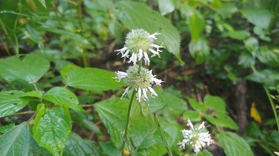 Blephilia hirsuta, photographed by Ryan Sorrells
