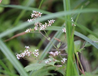 Boykinia occidentalis, photographed by Ashwin Srinivasan