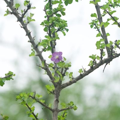 Citharexylum flabellifolium, photographed by Bill Levine