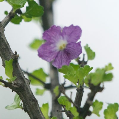 Citharexylum flabellifolium, photographed by Bill Levine