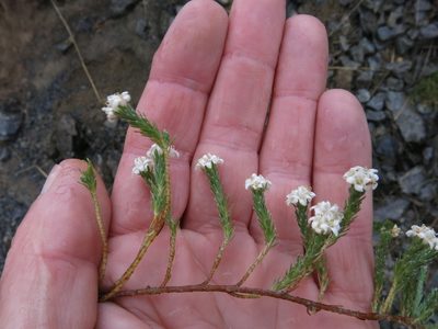Kelleria multiflora, photographed by John Barkla