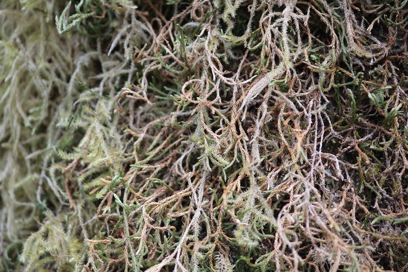 Selaginella oregana, photographed by Ashwin Srinivasan