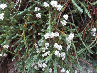 Kelleria multiflora, photographed by John Barkla
