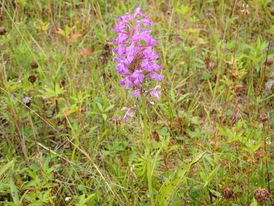 Platanthera psycodes, photographed by Renee MacQuarrie