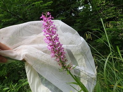Platanthera psycodes, photographed by Renee MacQuarrie