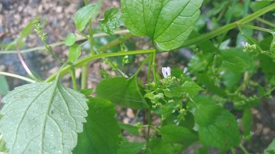 Scutellaria lateriflora, photographed by Ryan Sorrells