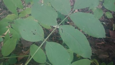Fraxinus quadrangulata, photographed by Ryan Sorrells