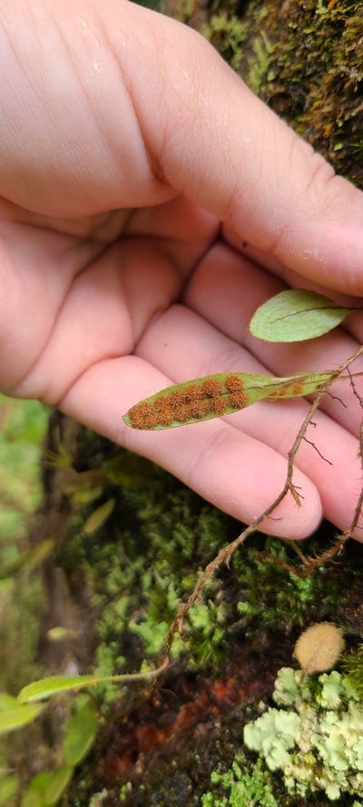 Microgramma piloselloides, photographed by ritirene