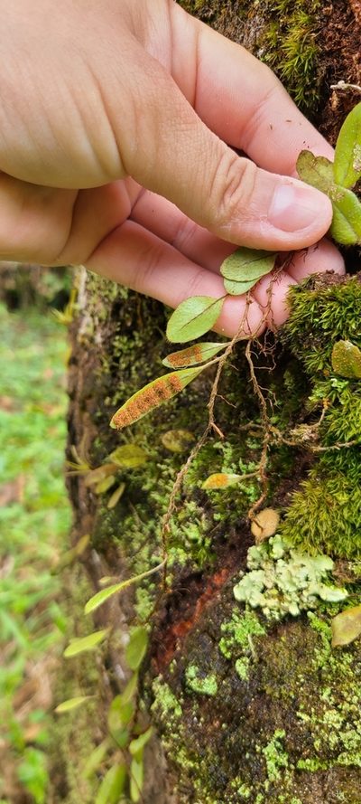 Microgramma piloselloides, photographed by ritirene