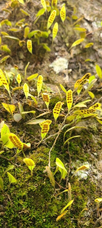 Microgramma piloselloides, photographed by ritirene