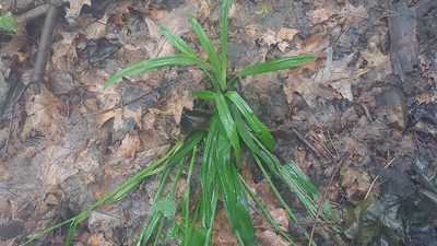 Carex albursina, photographed by Ryan Sorrells