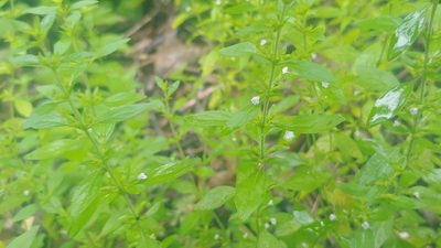 Hedeoma pulegioides, photographed by Ryan Sorrells