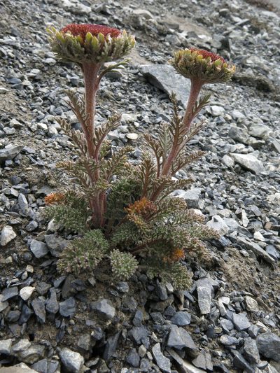 Leptinella dendyi, photographed by John Barkla
