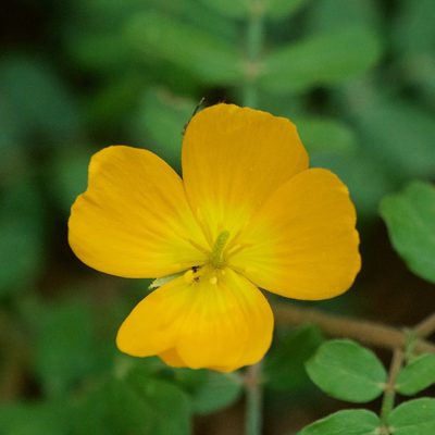 Kallstroemia peninsularis, photographed by Bill Levine