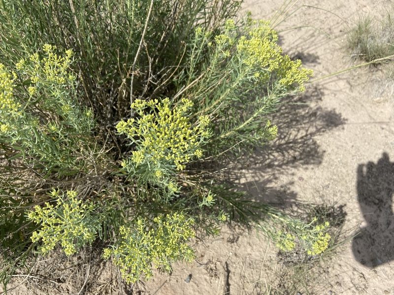 Isocoma pluriflora, photographed by Forest Botial-Jarvis