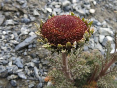 Leptinella dendyi, photographed by John Barkla