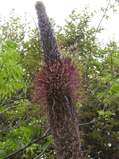 Agave warelliana, photographed by Neptalí Ramírez Marcial
