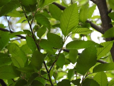 Carpinus tropicalis, photographed by Neptalí Ramírez Marcial