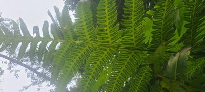 Cyathea horrida, photographed by ritirene