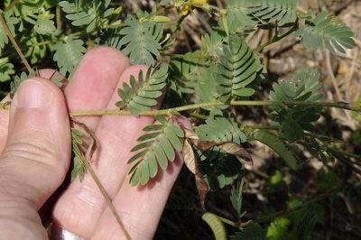 Chamaecrista calycioides, photographed by Eric Knight