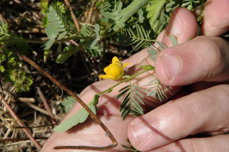 Chamaecrista calycioides, photographed by Eric Knight
