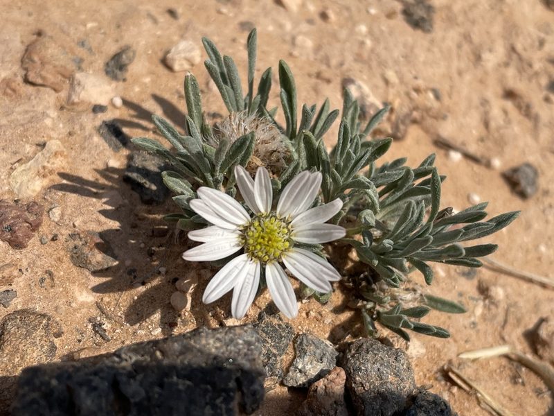 Townsendia incana, photographed by Kiernan Blouin