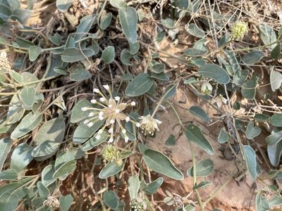 Abronia elliptica, photographed by Kiernan Blouin