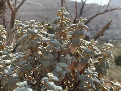 Shepherdia rotundifolia, photographed by Kiernan Blouin