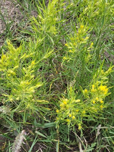 Ericameria parryi, photographed by Rebecca Gimenez Husted