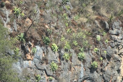 Agave mitis, photographed by José Belem Hernández Díaz