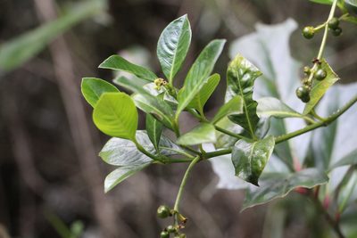 Palicourea boqueronensis, photographed by Andrés Ramírez-Barrera