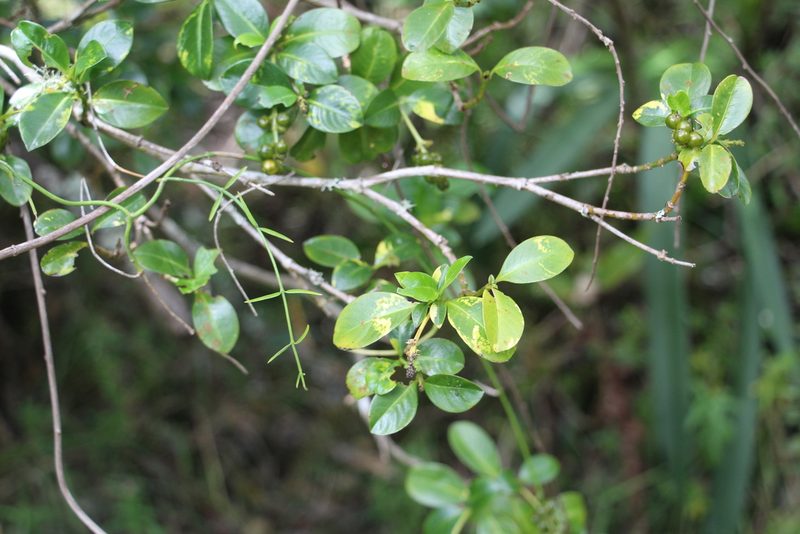 Palicourea boqueronensis, photographed by Andrés Ramírez-Barrera