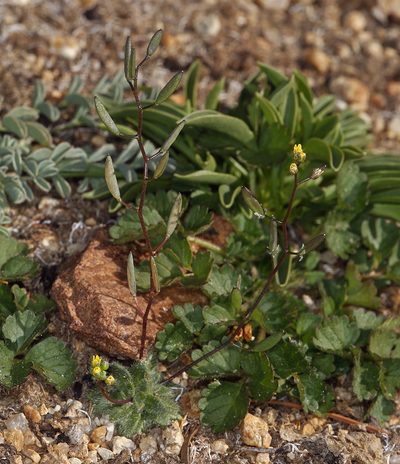 Draba albertina, photographed by Steve Matson