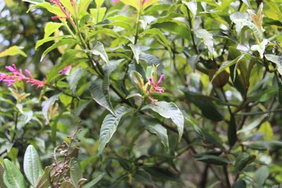 Palicourea angustifolia, photographed by Andrés Ramírez-Barrera