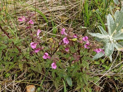 Pedicularis palustris, photographed by Todd Boland