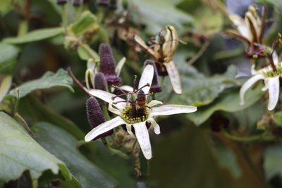 Passiflora bogotensis, photographed by Andrés Ramírez-Barrera