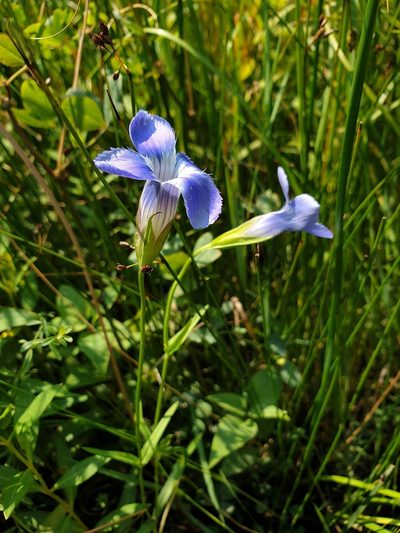 Gentianopsis victorinii, photographed by Étienne Léveillé-Bourret