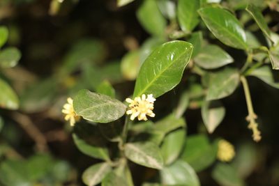 Palicourea boqueronensis, photographed by Andrés Ramírez-Barrera