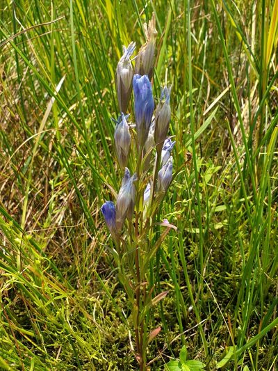 Gentianopsis victorinii, photographed by Étienne Léveillé-Bourret