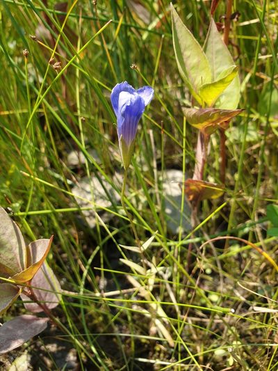 Gentianopsis victorinii, photographed by Étienne Léveillé-Bourret