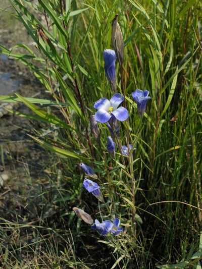 Gentianopsis victorinii, photographed by Étienne Léveillé-Bourret